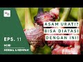 MANFAAT JAHE MERAH - HERBAL REMPAH INDONESIA #11