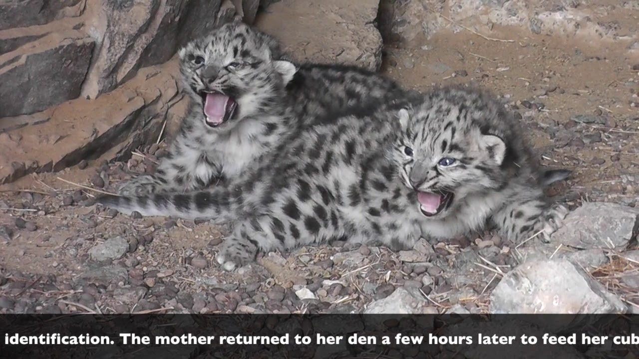 Nine Lives: Meet the Snow Leopards On The Air Right Now - Snow