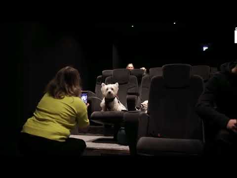 Abre el primer cine para perros en Manchester