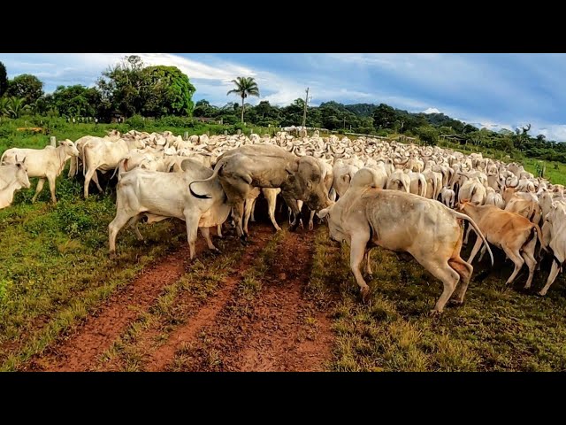 moça fui em um rodeio e tinha uma menina que quando dava 8 segundos que o  piao tava montado no touro ou cavalo ela ia la e tirava o piao e  dezariava