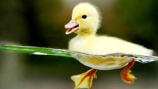 RAČKE – Pesmi za otroke