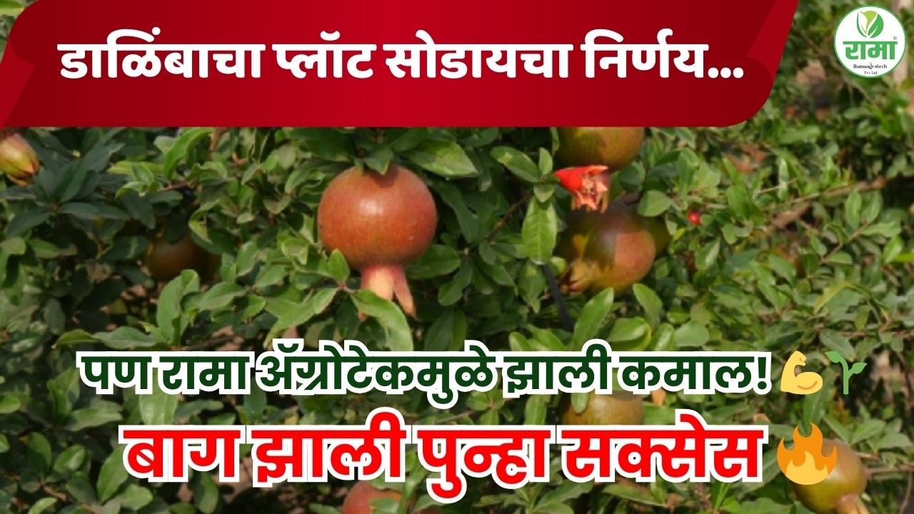 🍎 डाळिंबाचा प्लॉट सोडायचा निर्णय… पण रामा ॲग्रोटेकमुळे झाली कमाल! 💪🌱 बाग झाली पुन्हा सक्सेस 🔥