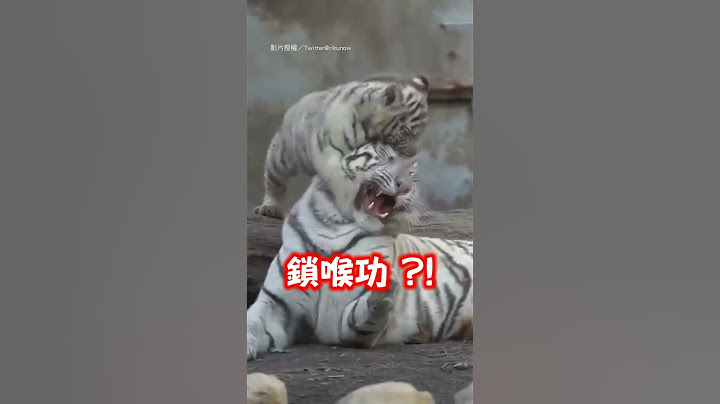 【老虎】白幼虎狂咬踩踏虎媽 媽滿臉無奈｜動物｜老虎｜可愛｜搞笑｜親子