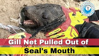 Gill Net Pulled out of Seal's Mouth