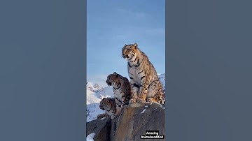 Majestic Snow Leopard Family in Stunning Snowy Habitat | Rare Wildlife Moments