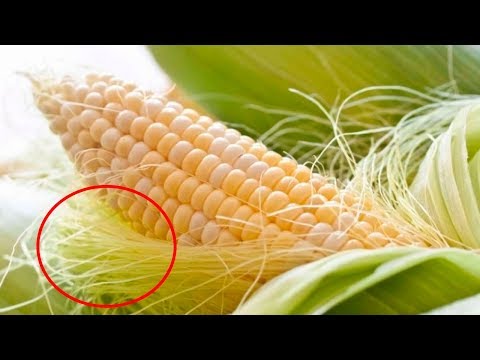 Do Not Throw Away Corn Silk, It Has Many Health Benefits!