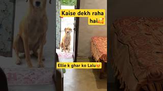Coco Sirf Mere Sath Jati Hai Ghumne Ellie Candy Baba Gaye Mujhe Chhod k🥹 #trending #dog #shorts