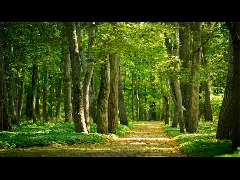 Healing Meditation Music, Relaxing Music, Calming Music, Stress Relief Music, Peaceful Music, ☯3135