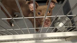 acs A672097