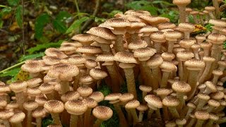 Опята наблюдение за ростом - вырастает за двое суток. Опята наблюдение за ростом - вырастает за двое суток.