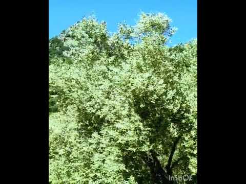 احببتك اللهم 