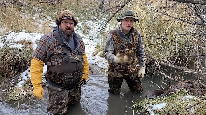 Beaver catch and conibear set