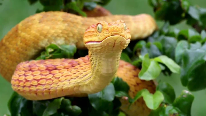 The Most Venomous Snakes in the World | Modern Dinosaurs