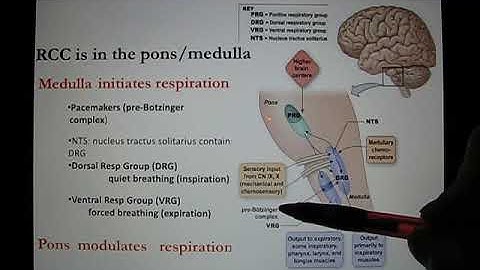 UT Bio365S Ch18 O2 transport Online Lecture Part4
