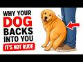 Why Your Dog Backs Their Butt Into You (It's Not Rude)