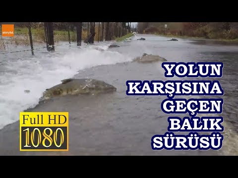 yürüyen balık, uçan balık, balık, FULL HD