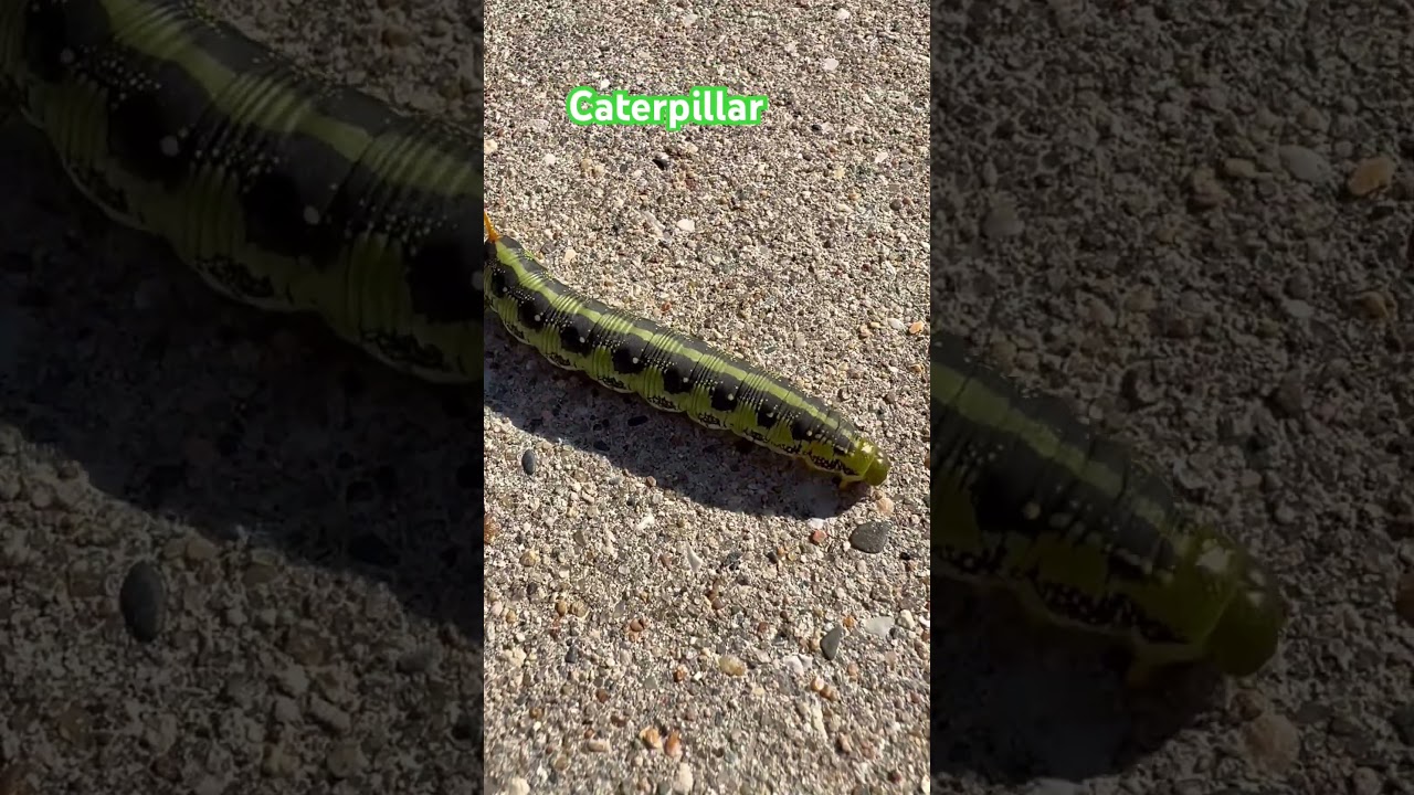 Стадия гусеницы 