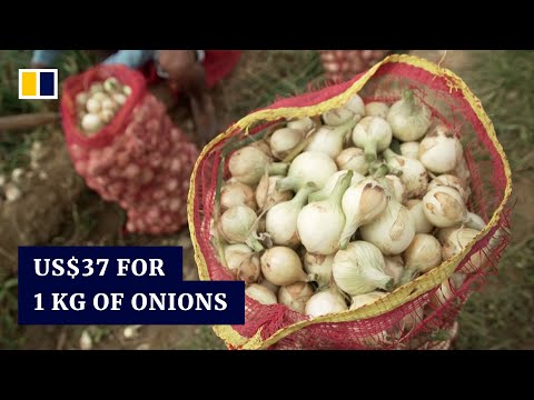 More expensive than meat: onion crisis leaves Filipino farmers crying for change