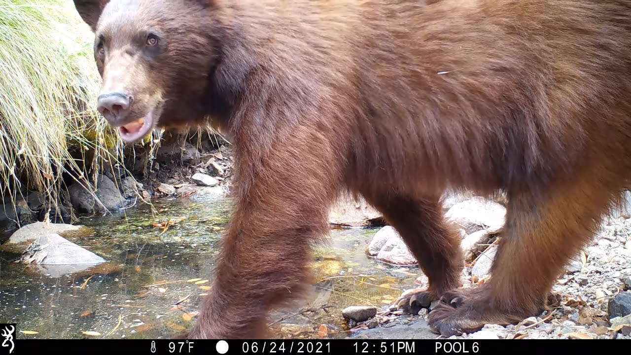 Bear Bath Trail Camera Videos