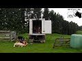 New Zealand sheep homekill (real time)
