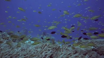 ماتيسر من سورة العنكبوت بصوت الشيخ ياسر الدوسري