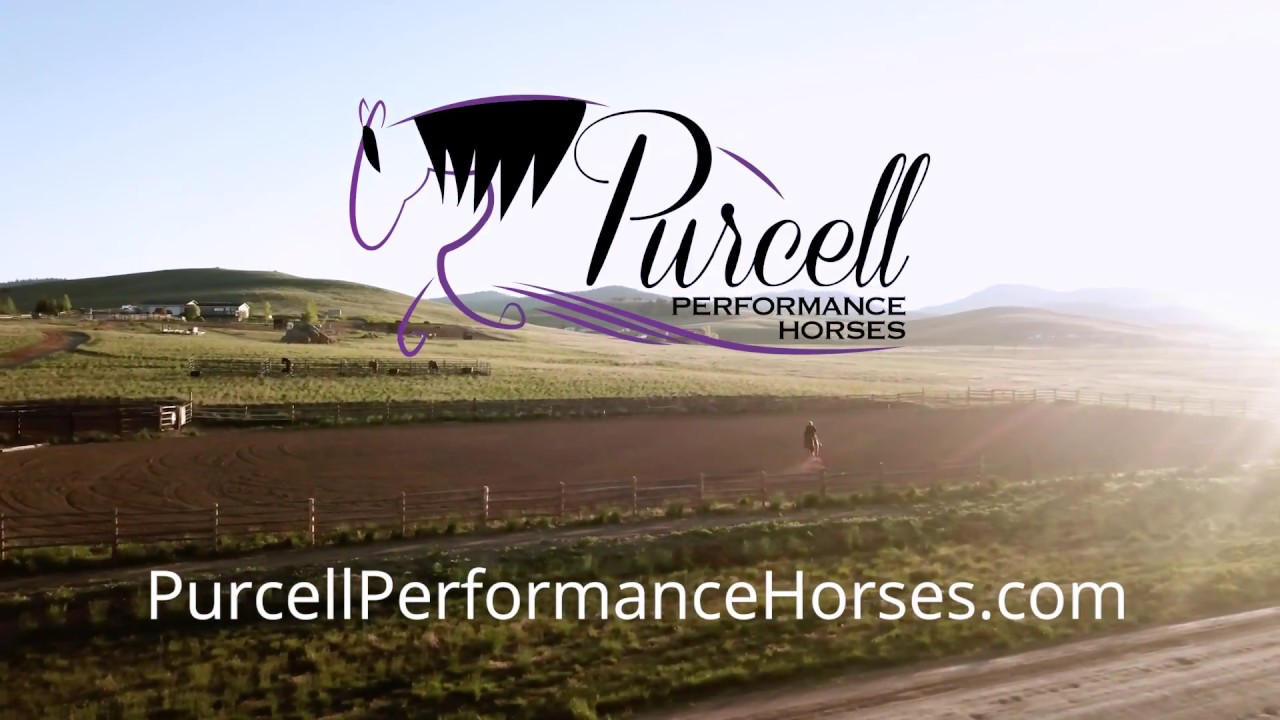 Purcell Performance Horses YouTube