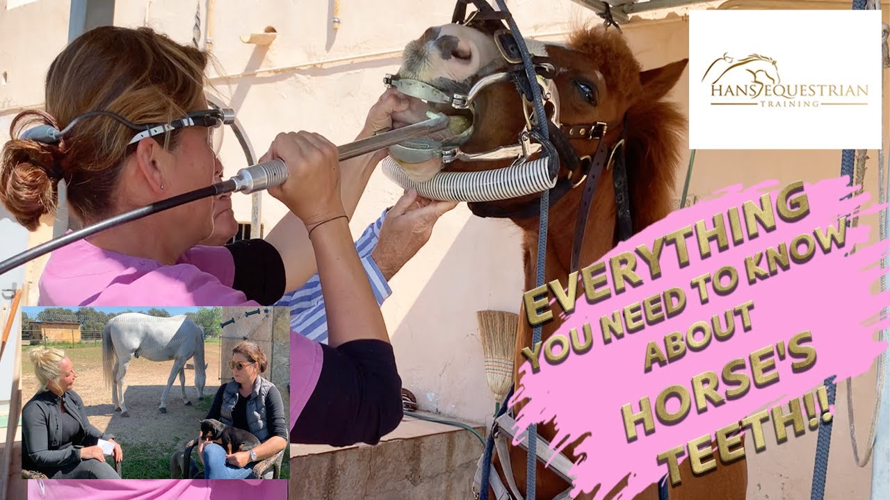 Horse's Teeth Everything You Need to Know, Equine Dental Care