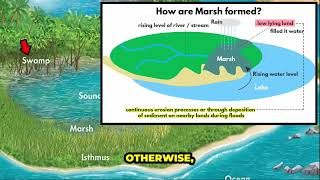 What is a Swamp and a Marsh