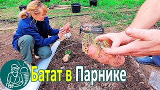 🍠 Growing Sweet Potato in a Greenhouse for Planting Cuttings in Open Ground 🌱 Gordeev's Experience