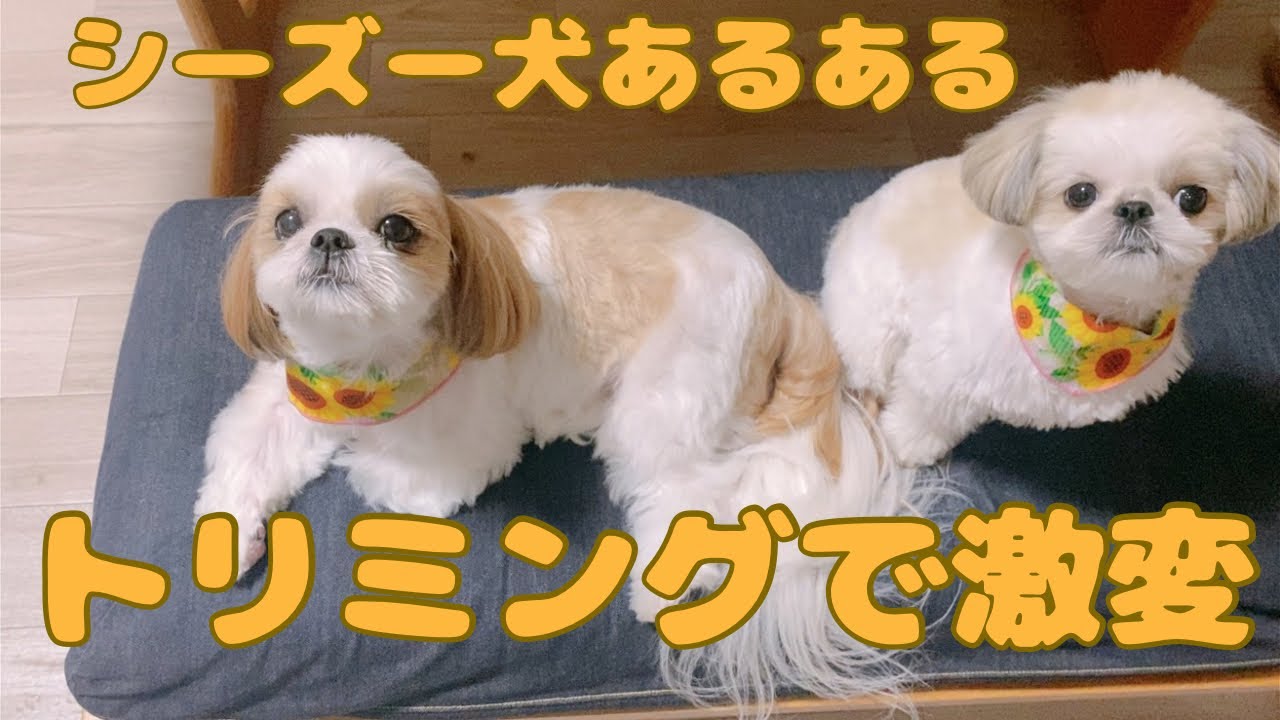 シーちゃん(プロフィール一必須)様 リクエスト 2点 まとめ商品 🐶今日のお友達🐶 🌼むぎちゃん✂️岡崎 🌼一休ちゃん✂️岡崎