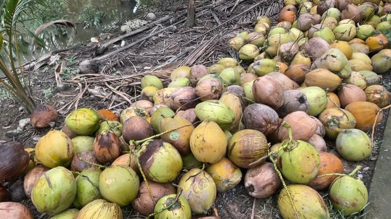 Cảnh thu hoạch dừa mùa nước nổi
