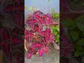 sirf 2-3 like ke liye best youtuber #trandingsong#gardning #flowers