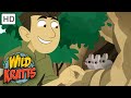 Wild Kratts | Difference Between Rabbits & Hares |Animals