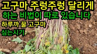 고구마 이렇게 하시면 주렁주렁 달리고 원한대로 수확 합니다