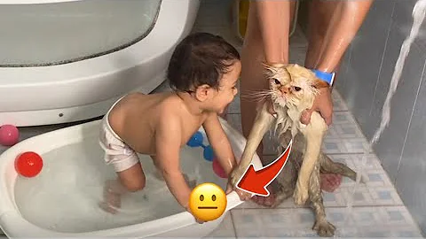 Video 11800841: persian cat bathing, white fluffy persian cat, persian cat white baby, persian cat's wild, cat bathroom, cat washing