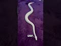 Did You Know Snakes Can T Move Without Friction Tim Mitchell Exotics Via ViralHog Did You Know Snakes Can T Move Without Friction Tim Mitchell Exotics Via ViralHog