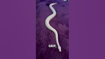 Did you know snakes can