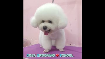 TRƯỜNG DẠY CẮT TỈA LÔNG CHO THÚ CƯNG - COSA PETS GROOMING SCHOOL
