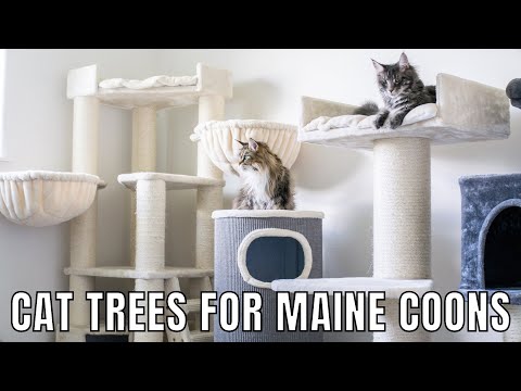 Wideo: Przewodnik po robieniu Cat's Highway i Tree Fit dla Maine Coon