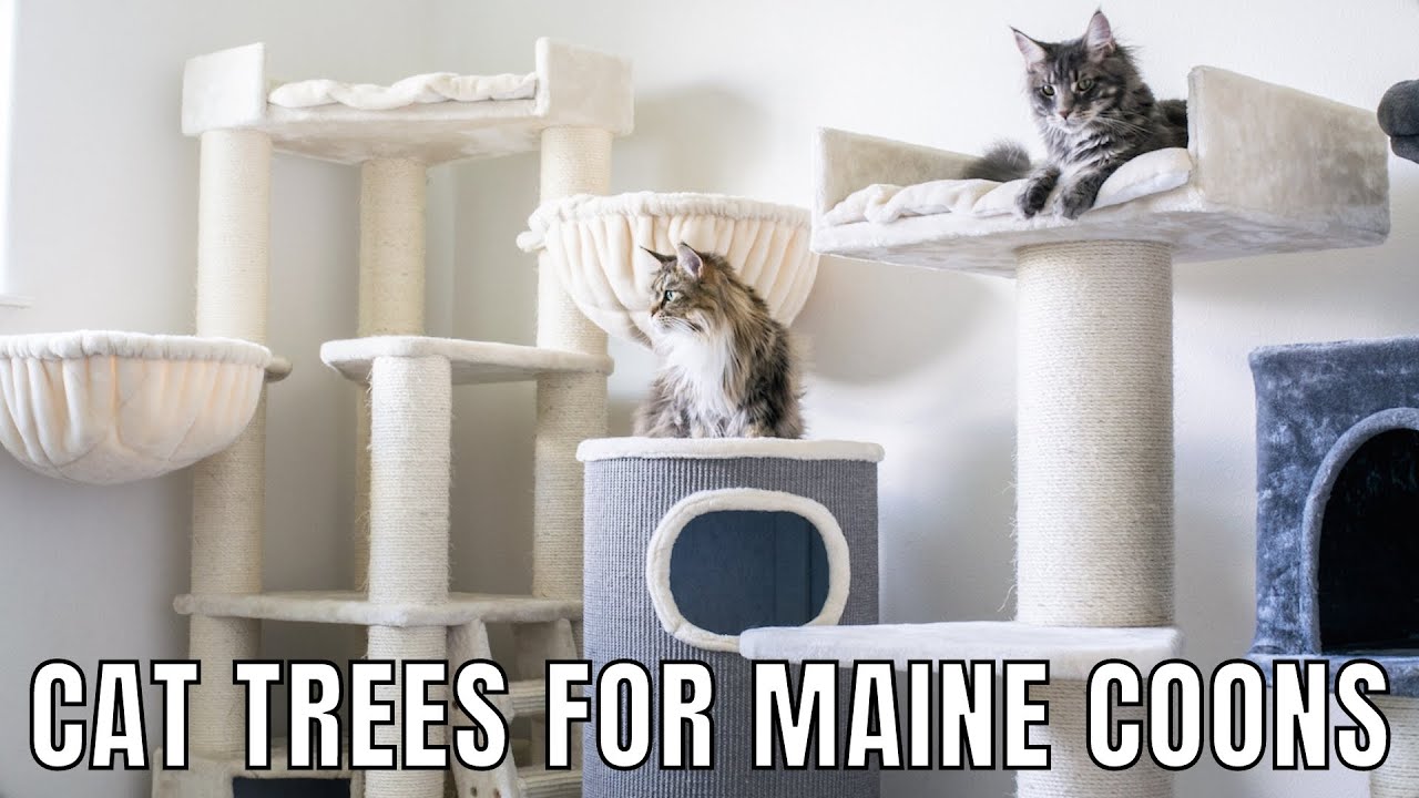 Things to Buy Before Getting a Maine Coon Kitten 