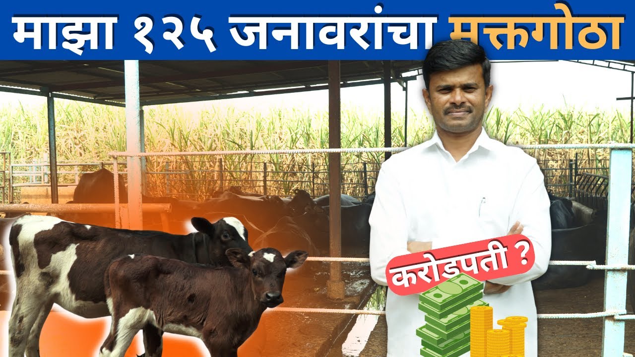 VLOG #2 माझा १२५ जनावरांचा मुक्तगोठा