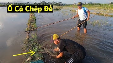 Cận Cảnh Kích Trúng Ổ Cá Chép Đang Quấn Đẻ Trên Ruộng Lúa | Thú Vui 3 Miền
