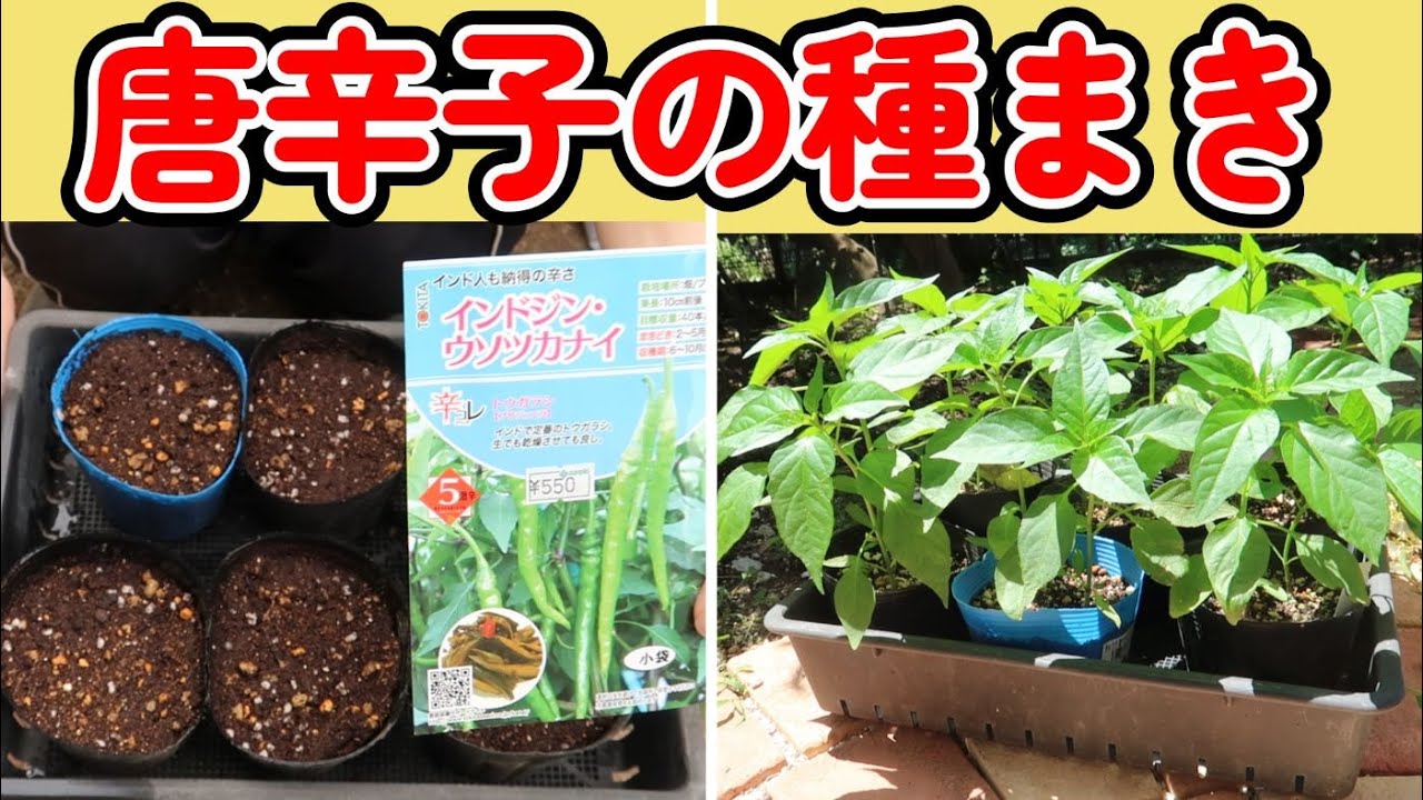 【唐辛子の育て方①-前編-】唐辛子の種まきと間引きの様子♪インドウソツカナイという種を買って育ててみました！