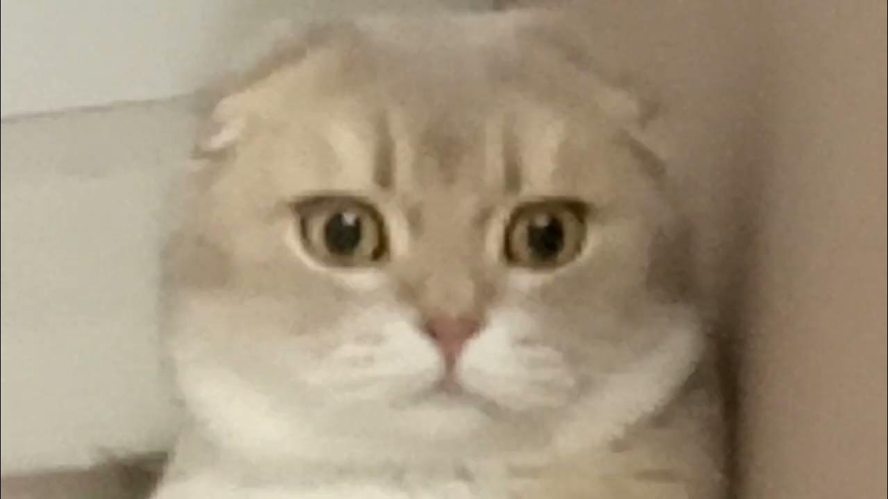 котикс - YouTube