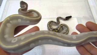 Highlights Of The 2014 Season Wealth