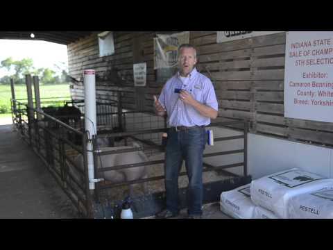 Training Show Pigs