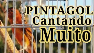 Especial Para Ensinar E Encartar Filhotes - Pinta Cantando Muito Pinta Tarin