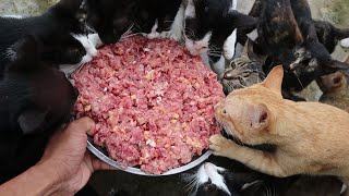 Kitten Eating Raw - Hungry Cats eating Yummy Chicken