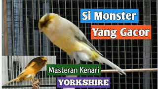The Monster Canary | Yorkshire canary chirps @CLH-BF