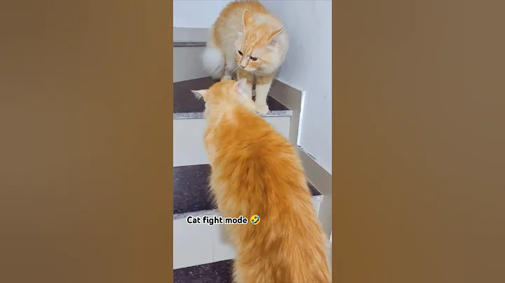 Watch the video about Persian cat fight 🤣 #cuteanimal #cat #cutecat #cute #cutepet #catfight #catfunnyvideo #pets